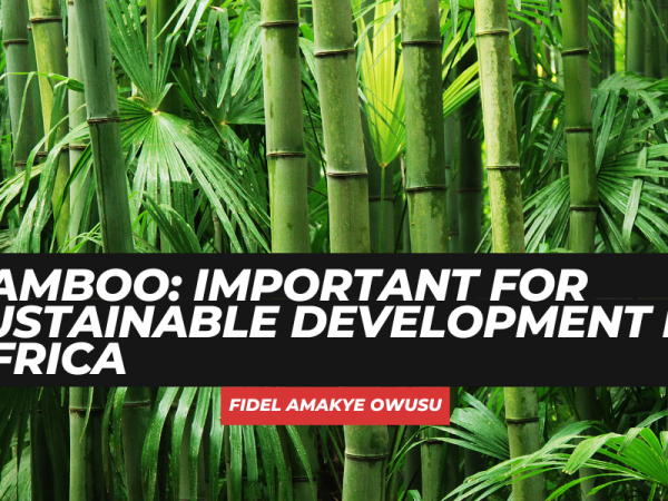 Bamboo: important for sustainable development in Africa